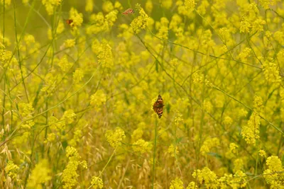 DSC_6491 (Large).JPG